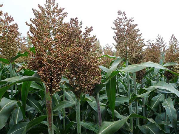 1627698233483440.jpg image.jpg