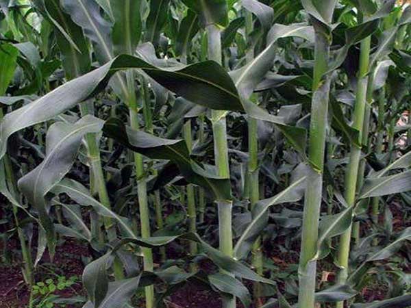 1627698240453930.jpg image.jpg