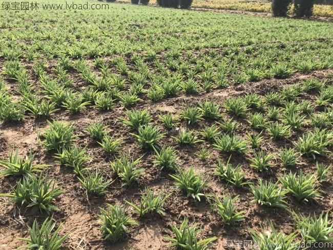 1627699520949589.jpg image.jpg