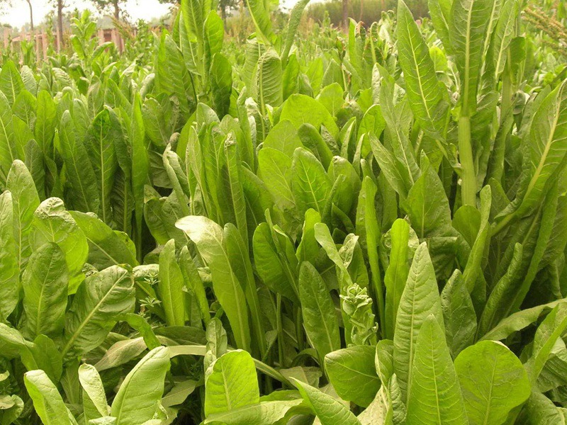 1627700422467771.jpg image.jpg