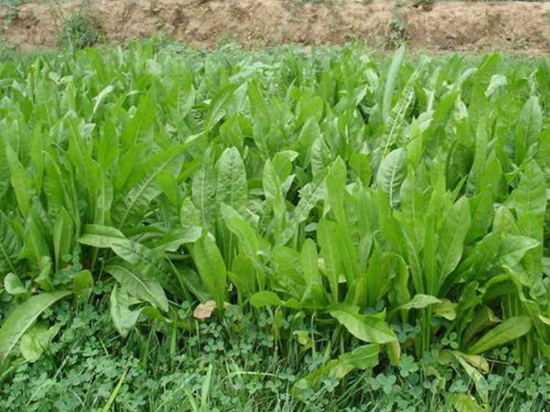 1627700428476079.jpg image.jpg