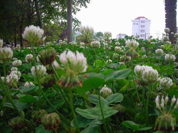 1627702130220490.jpg image.jpg