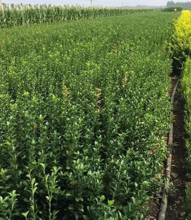 1627817678593974.jpg image.jpg