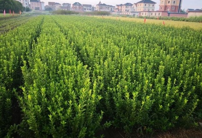 1627817692257839.jpg image.jpg