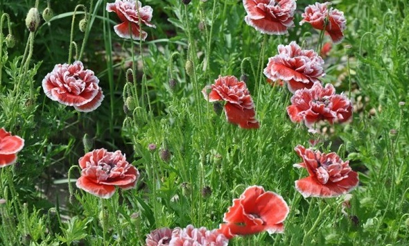 1627818323112841.jpg image.jpg