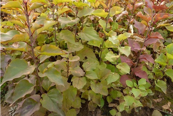 1627819496553325.jpg image.jpg