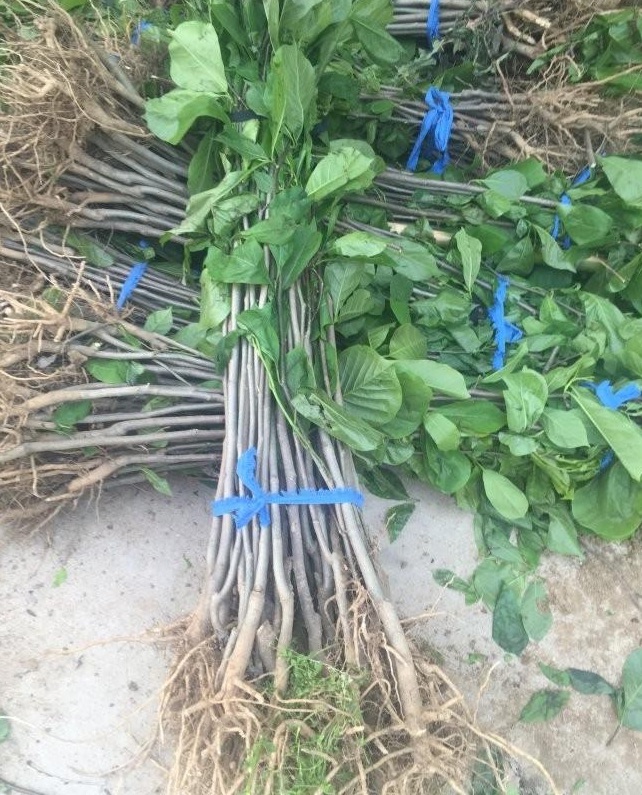 1627819993159135.jpg image.jpg