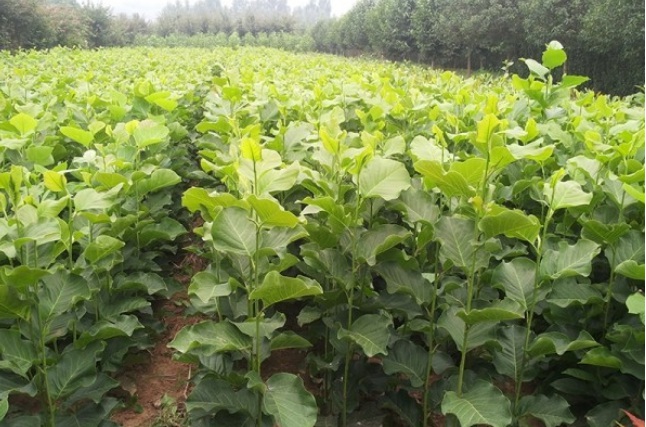 1627819993884425.jpg image.jpg