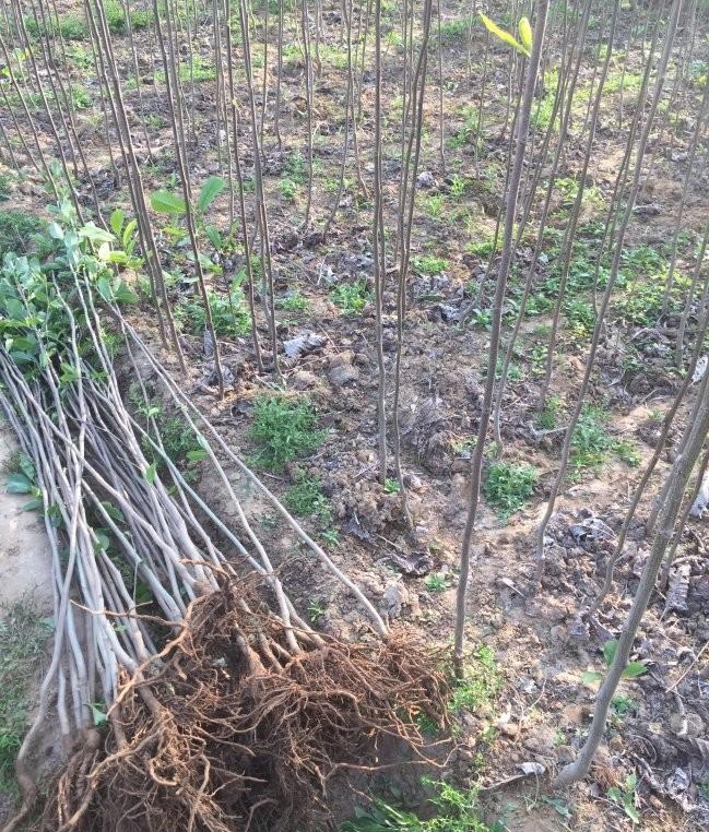 1627820080646296.jpg image.jpg