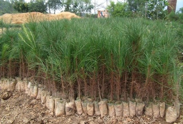 1627821069977551.jpg image.jpg