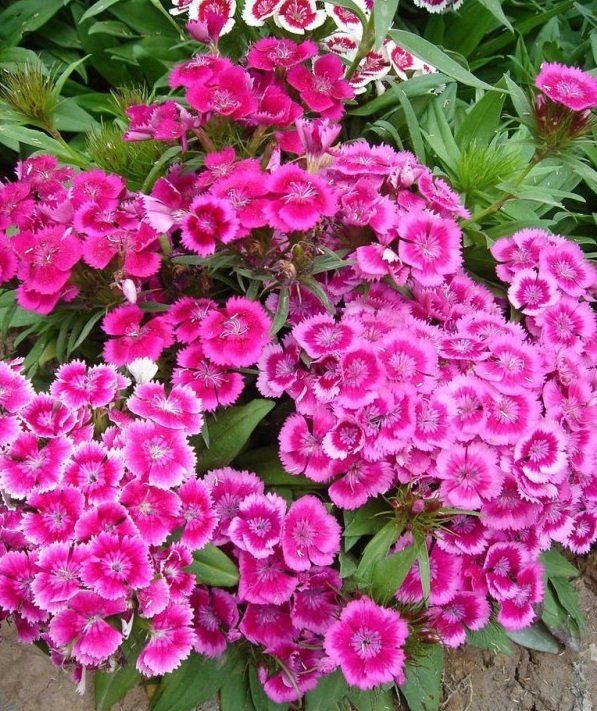 1627821196588156.jpg image.jpg