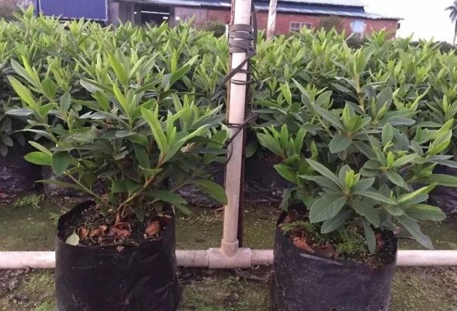 1627821712961344.jpg image.jpg