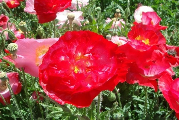 1627821893536884.jpg image.jpg