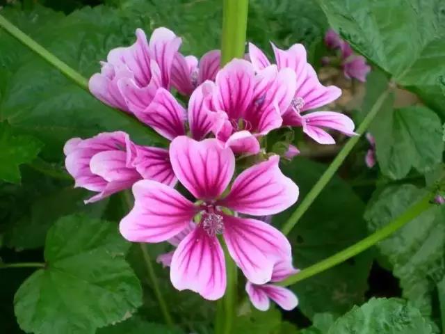 蜀葵繁殖介紹和病蟲防護