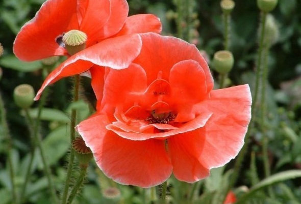 1627824444592630.jpg image.jpg