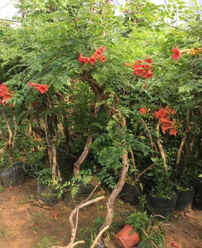 1627824569653893.jpg image.jpg