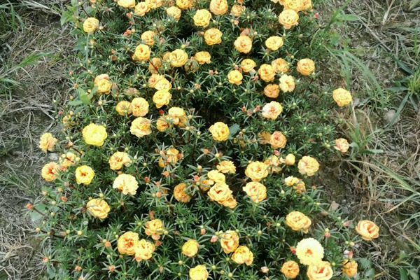 1627824676826852.jpg image.jpg