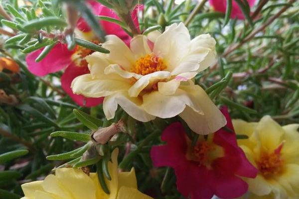 1627824689327732.jpg image.jpg