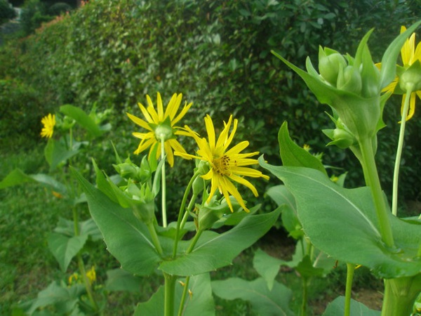 1627824899583347.jpg image.jpg