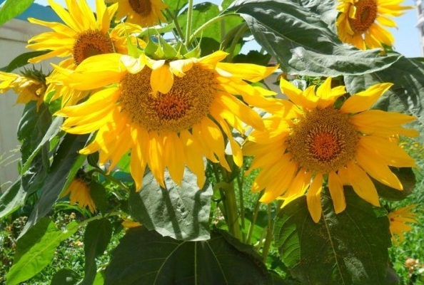 1627825354715219.jpg image.jpg