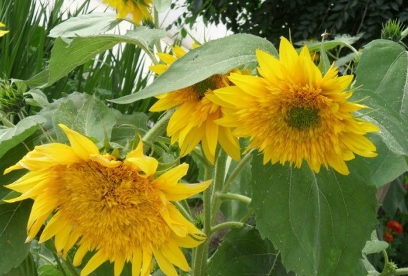 1627825361256081.jpg image.jpg