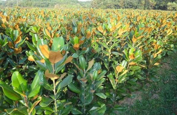 1627826343740985.jpg image.jpg