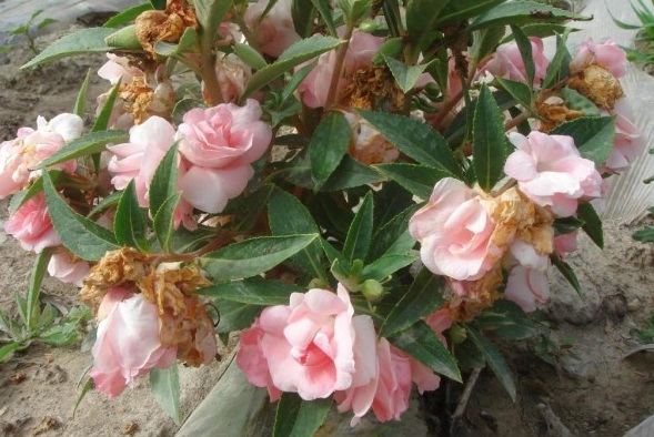 1627826524349235.jpg image.jpg