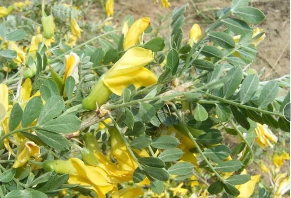 1627828356255755.jpg 檸條圖片1.PNG