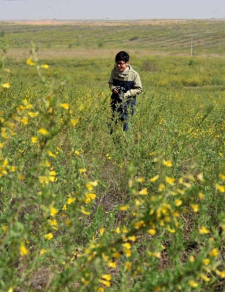 1627828669338518.jpg 檸條圖片2.PNG