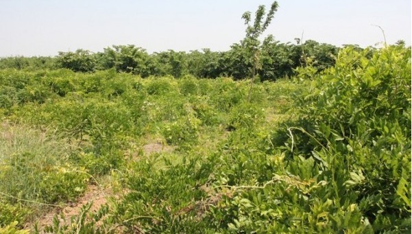 1627872014637597.jpg image.jpg