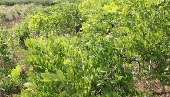 1627872032246160.jpg image.jpg