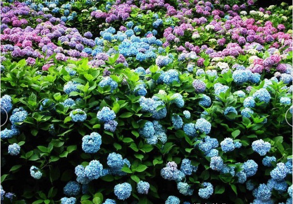 1627872253733318.jpg 木繡球2.PNG