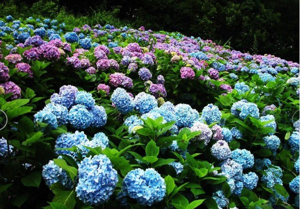 1627872277190669.jpg 木繡球3.PNG