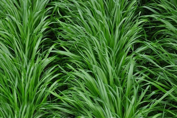 1627872838330620.jpg image.jpg