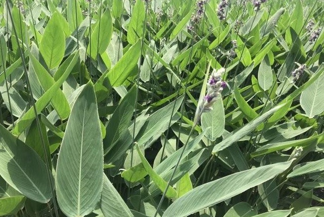 1627873827730896.jpg image.jpg