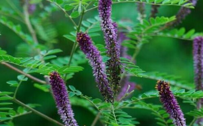 1627914231196831.jpg 紫色3.jpg