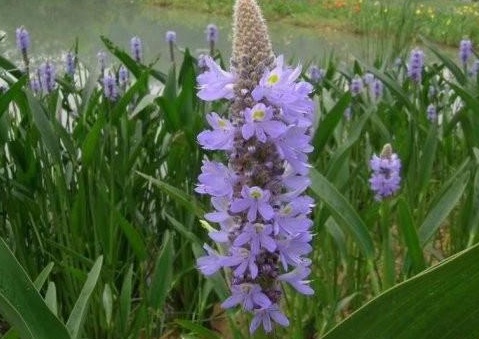 1627946245331221.jpg image.jpg