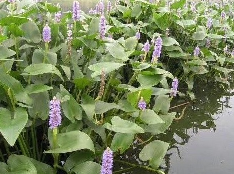 1627946254863333.jpg image.jpg