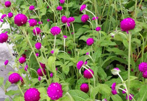 1627949445790304.jpg image.jpg