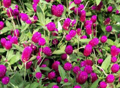 1627949454787256.jpg image.jpg