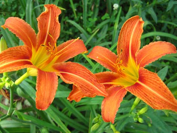 1627955269397883.jpg 萱草3_副本.jpg