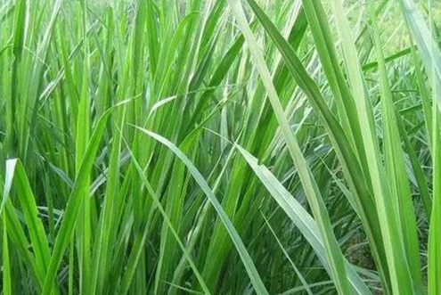 1627955945237098.jpg image.jpg