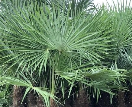 1627956411559896.jpg image.jpg