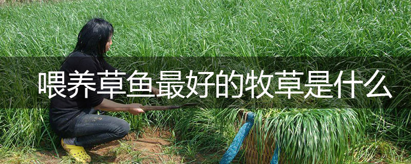 喂養(yǎng)草魚最好的牧草是什么 喂養(yǎng)草魚最好的牧草是什么