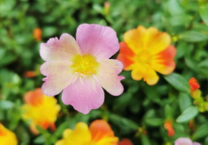 1627967090178721.jpg 半枝蓮1.jpg