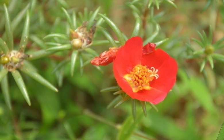 1627967127545567.jpg 半枝蓮3.jpg