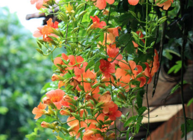 1627976542316988.jpg 凌霄花3.jpg