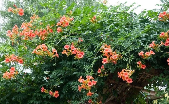 1627976652271672.jpg 凌霄花333.jpg