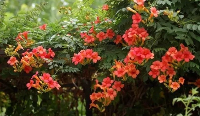 1627984057864558.jpg image.jpg