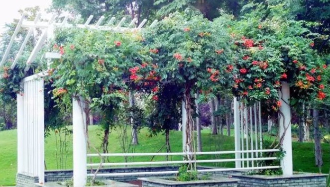 1627984067408341.jpg image.jpg